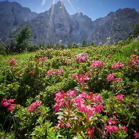 Vista Larix