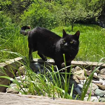 Nyaraló Vista Larix